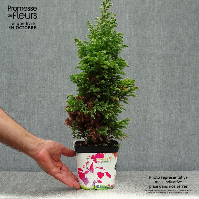 Spécimen de Chamaecyparis pisifera Boulevard - Cyprès Sawara   Pot de 2L/3L tel que livré en automne