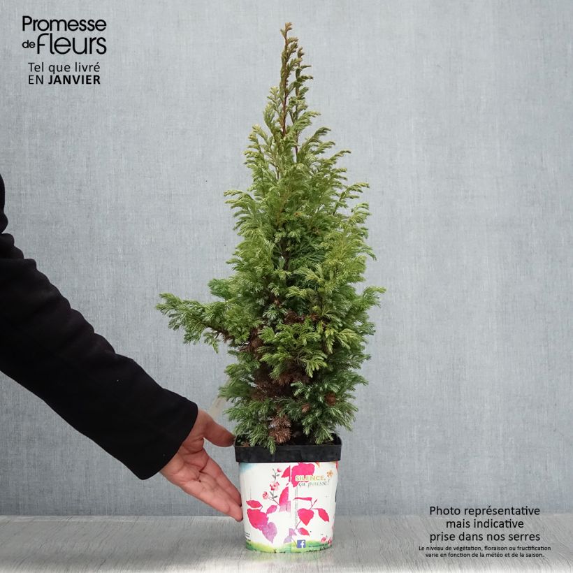 Spécimen de Chamaecyparis pisifera Boulevard - Cyprès Sawara   Pot de 2L/3L tel que livré en hiver