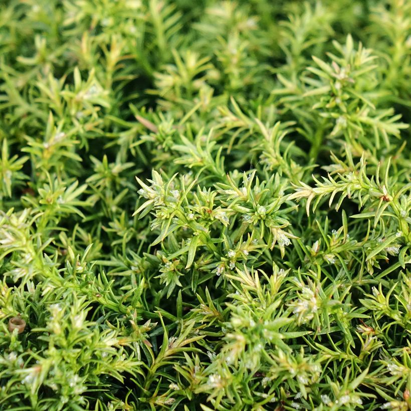 Chamaecyparis pisifera Cumulus - Cyprès Sawara (Feuillage)