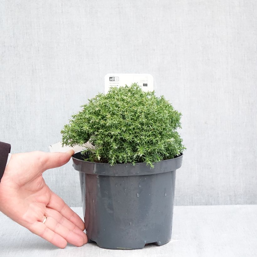 Spécimen de Chamaecyparis pisifera Cumulus - Cyprès Sawara Pot de 2L/3L tel que livré en automne