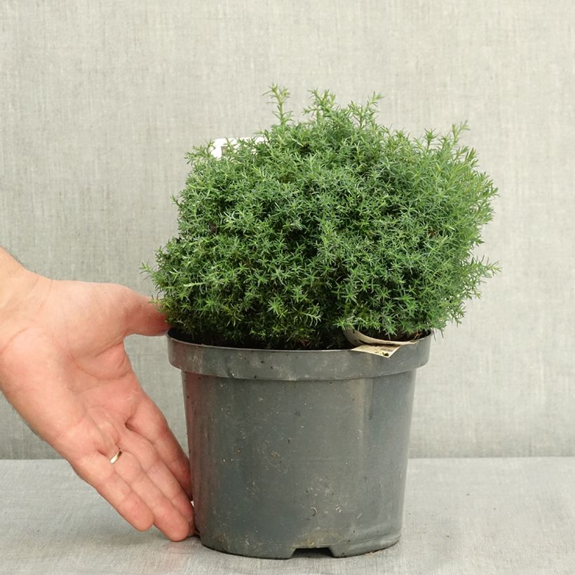 Spécimen de Chamaecyparis pisifera Cumulus - Cyprès Sawara Pot de 2L/3L tel que livré en été