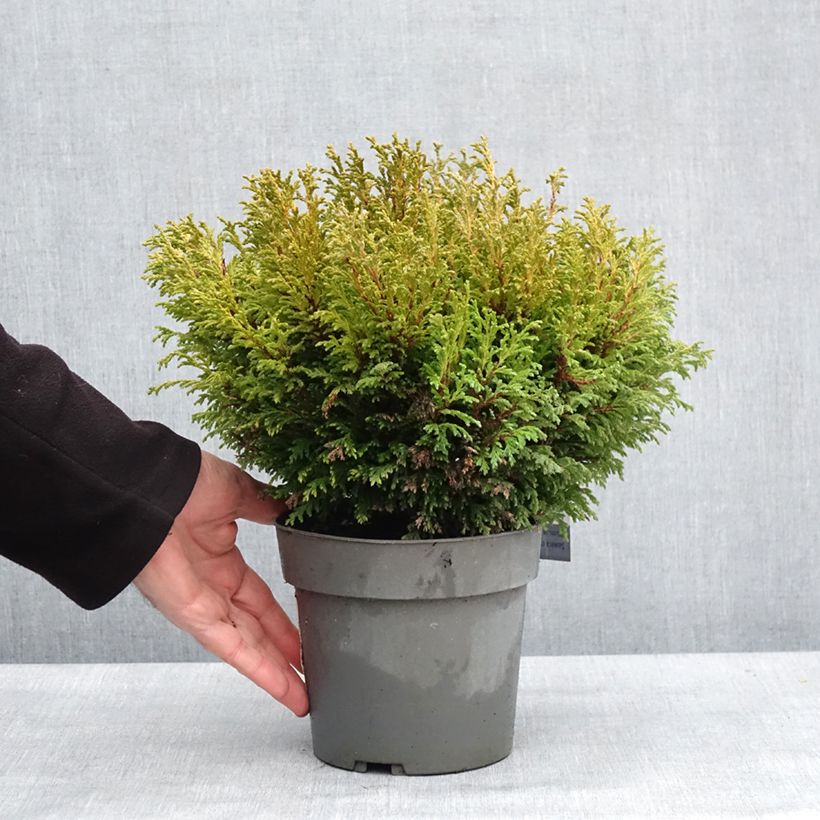 Spécimen de Chamaecyparis pisifera Plumosa Compressa - Cyprès Sawara nain Pot de 2L/3L tel que livré en hiver