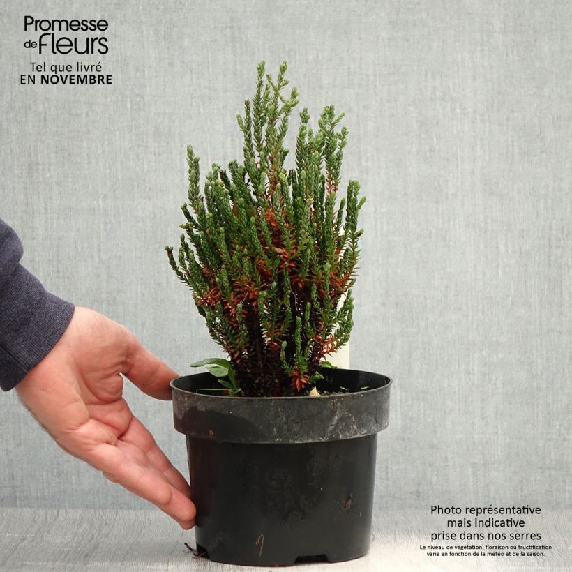 Spécimen de Chamaecyparis thyoides Blue Rock Pot de 2L/3L tel que livré en automne