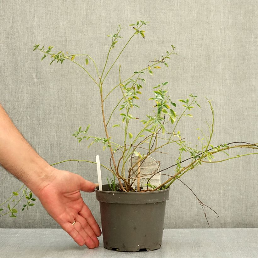 Spécimen de Chamaecytisus purpureus - Genêt pourpre Pot de 3L/4L tel que livré en été