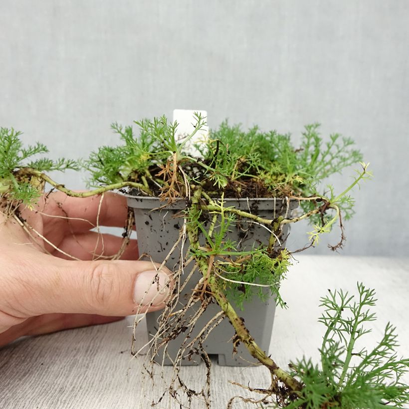 Spécimen de Chamaemelum nobile Flore Pleno Godet de 8/9 cm tel que livré en automne