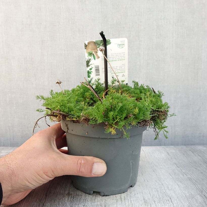 Spécimen de Chamaemelum nobile Flore Pleno Pot de 1,5L/2L tel que livré en automne