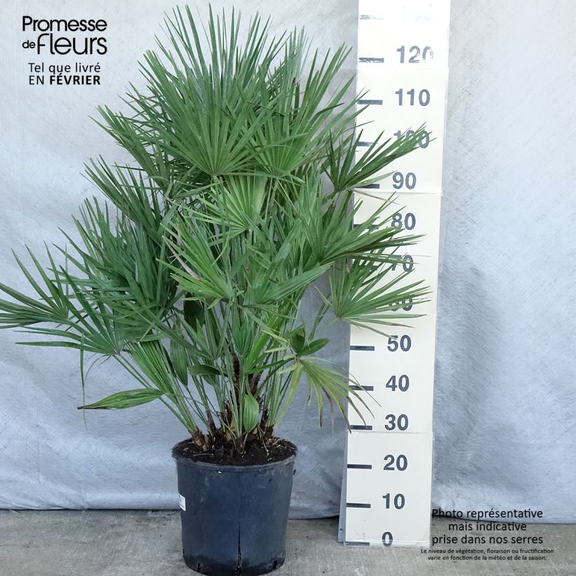 Spécimen de Chamaerops humilis - Palmier nain Pot de 12L/15L tel que livré en hiver