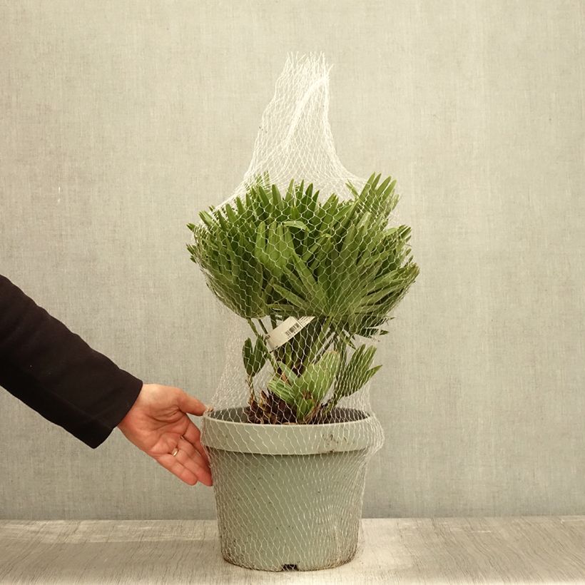 Spécimen de Chamaerops humilis Vulcano - Palmier nain Pot de 4L/5L tel que livré en automne
