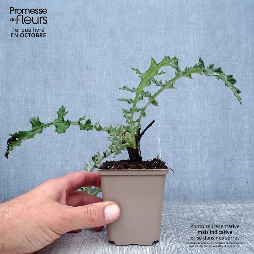 Spécimen de Chardon boule - Echinops sphaerocephalus Arctic Glow Godet de 8/9 cm tel que livré en automne
