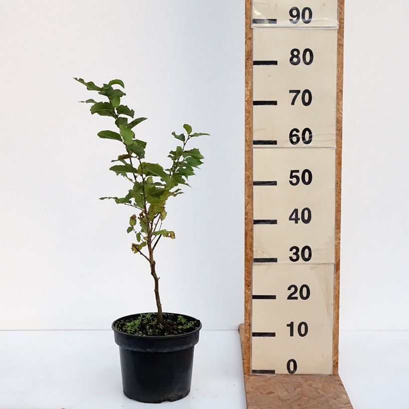 Spécimen de Charme houblon - Ostrya carpinifolia Marja Findling Pot de 4L/5L tel que livré en automne
