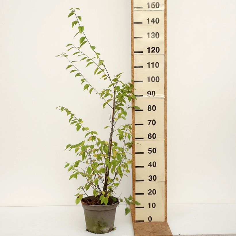 Spécimen de Charme houblon - Ostrya carpinifolia Pot de 7,5L/10L tel que livré en automne