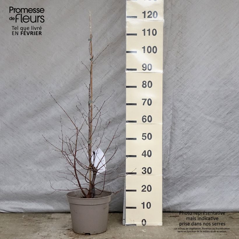 Spécimen de Charme houblon - Ostrya carpinifolia Pot de 7,5L/10L tel que livré en hiver