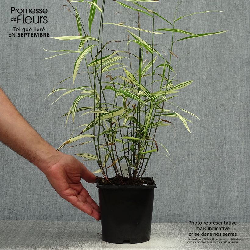 Spécimen de Chasmanthium latifolium River Mist - Uniola latifolia Pot de 2L/3L tel que livré en automne