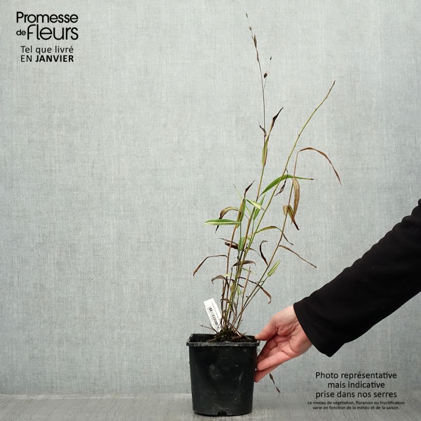 Spécimen de Chasmanthium latifolium River Mist - Uniola latifolia Pot de 2L/3L tel que livré en hiver