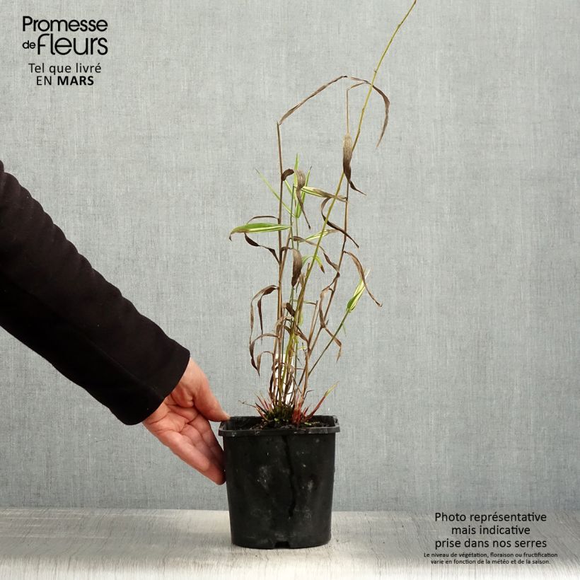 Spécimen de Chasmanthium latifolium River Mist - Uniola latifolia Pot de 2L/3L tel que livré au printemps