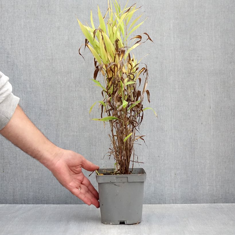 Spécimen de Chasmanthium latifolium - Uniola latifolia Pot de 2L/3L tel que livré en automne