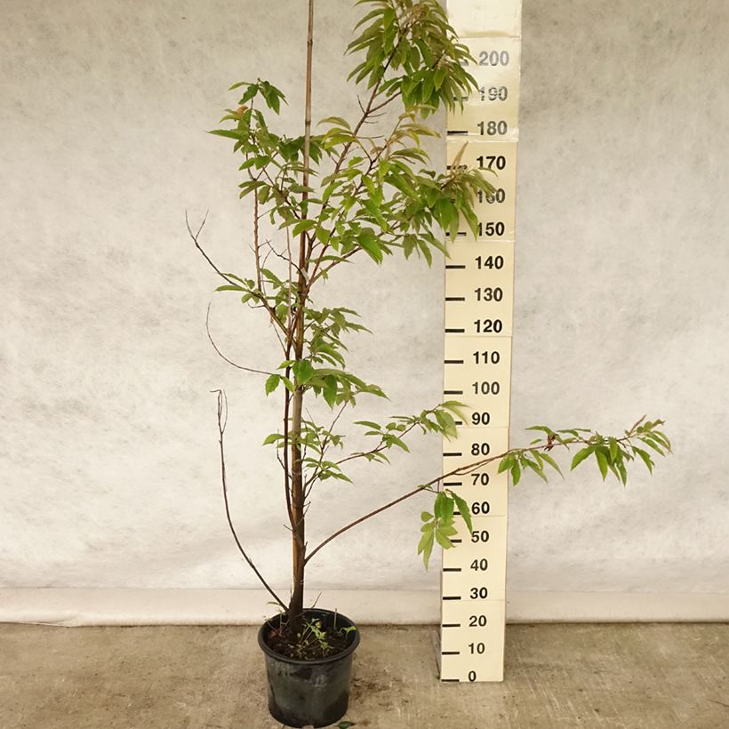 Spécimen de Châtaignier Marigoule - Castanea sativa Pot de 7,5L/10L, Baliveau tel que livré en été