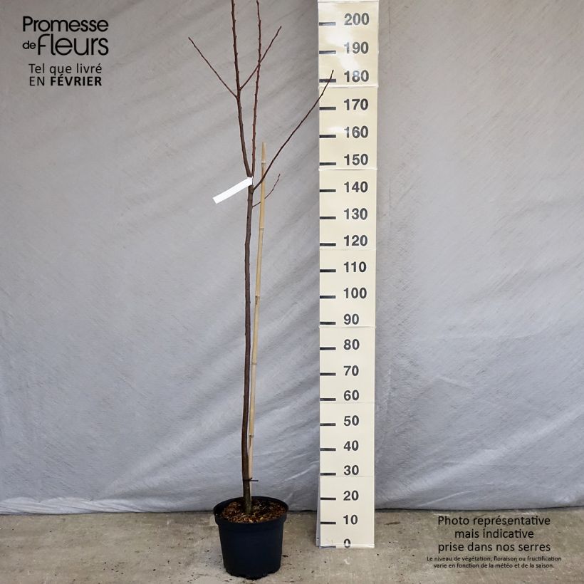 Spécimen de Châtaignier Marigoule - Castanea sativa Pot de 7,5L/10L, Baliveau tel que livré en hiver