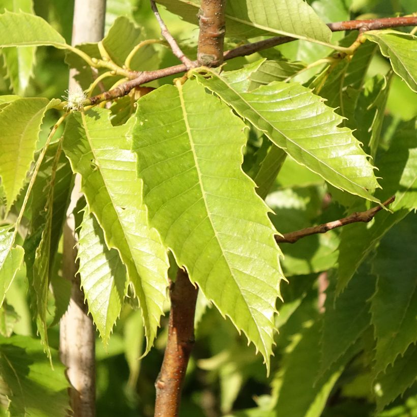 Châtaignier Marigoule - Castanea sativa (Feuillage)