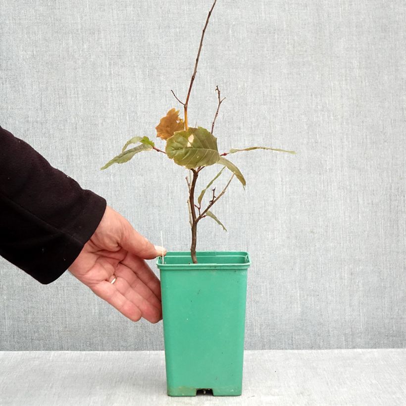 Spécimen de Châtaignier Marsol (In Vitro) - Castanea sativa Pot de 10 cm/11cm tel que livré en automne