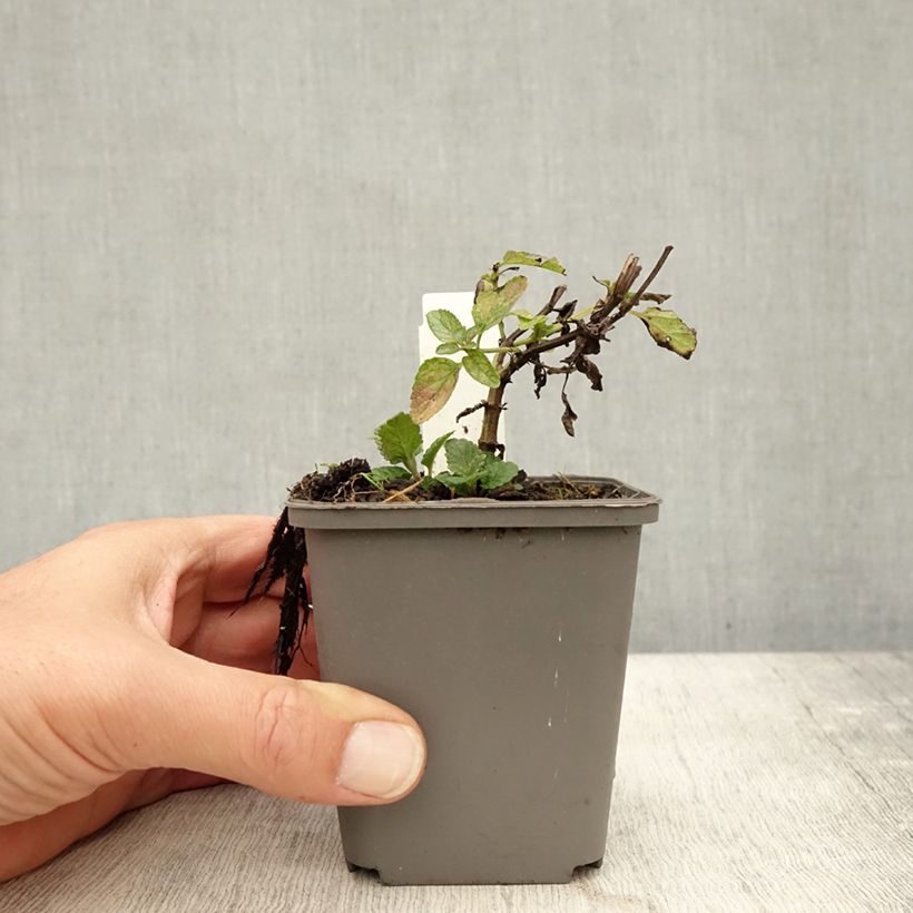 Spécimen de Chataire Anne's Choice - Nepeta nuda Godet de 8/9 cm tel que livré en automne