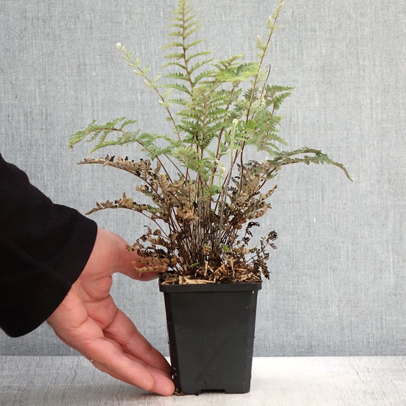 Spécimen de Cheilanthes lanosa Cimbra - Fougère Godet de 8/9 cm tel que livré au printemps