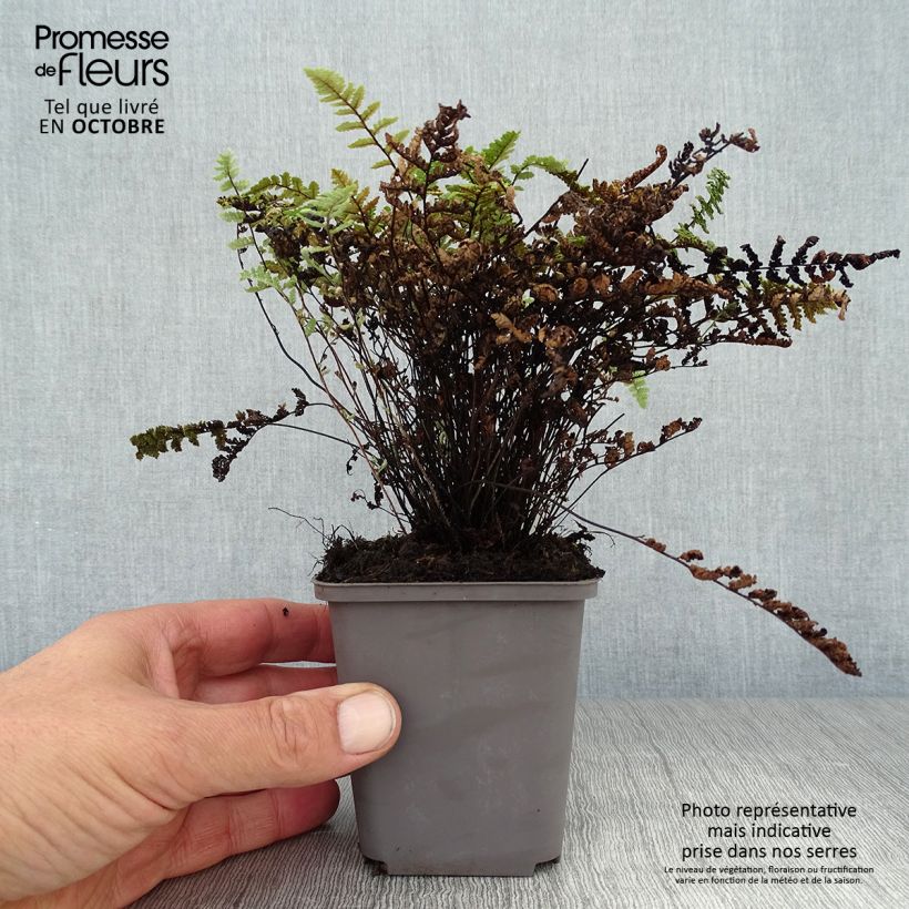 Spécimen de Cheilanthes lanosa - Fougère Godet de 8/9 cm tel que livré en automne