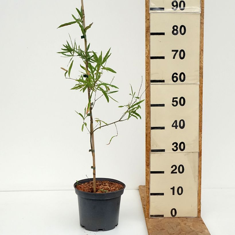 Spécimen de Chêne à feuilles de saule - Quercus phellos Pot de 4L/5L tel que livré en automne