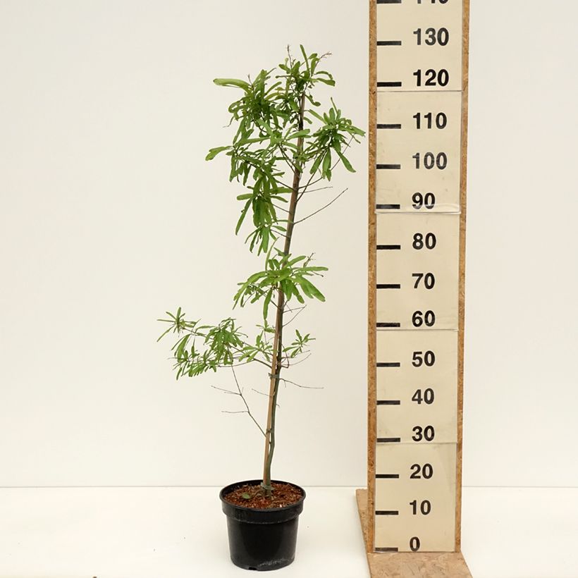 Spécimen de Chêne à feuilles de saule - Quercus phellos Pot de 4L/5L tel que livré au printemps