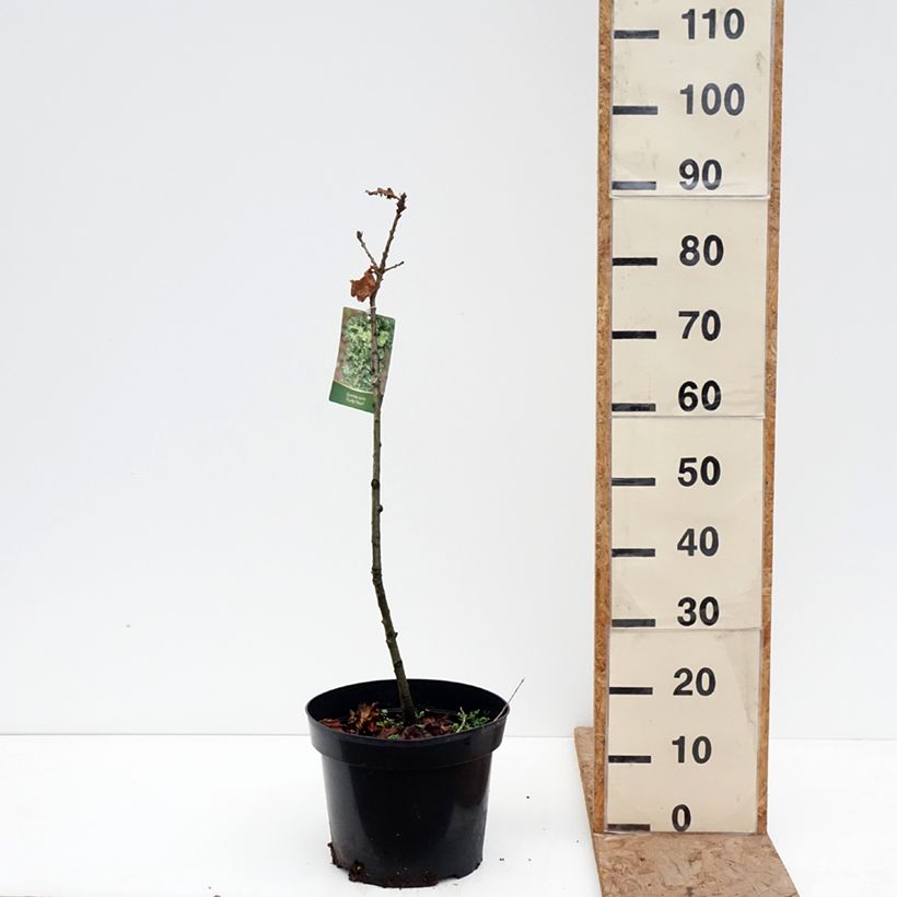Spécimen de Chêne chevelu ou chêne lombard Curly Head - Quercus cerris  Pot de 7,5L/10L tel que livré en hiver