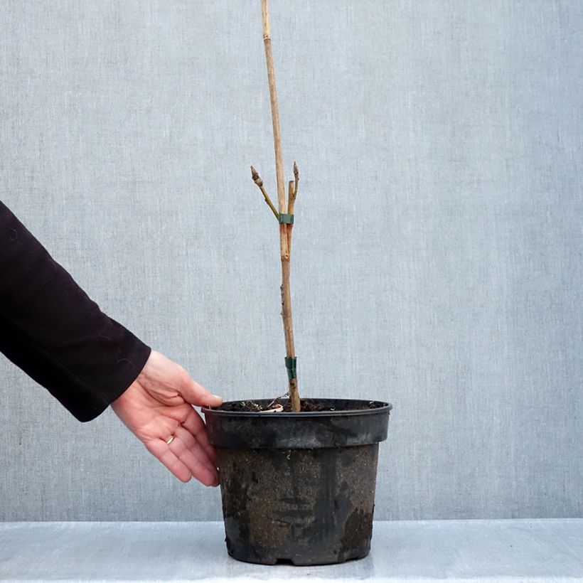 Spécimen de Chêne d'Arménie - Quercus pontica Pot de 4L/5L tel que livré en automne