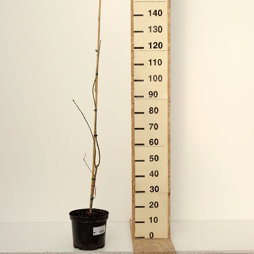 Spécimen de Chêne des marais - Quercus palustris Betty Jean Pot de 4L/5L tel que livré en hiver