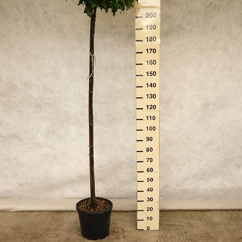 Spécimen de Chêne des marais - Quercus palustris Green Dwarf Pot de 18L/20L, Tige de 150 cm tel que livré en été