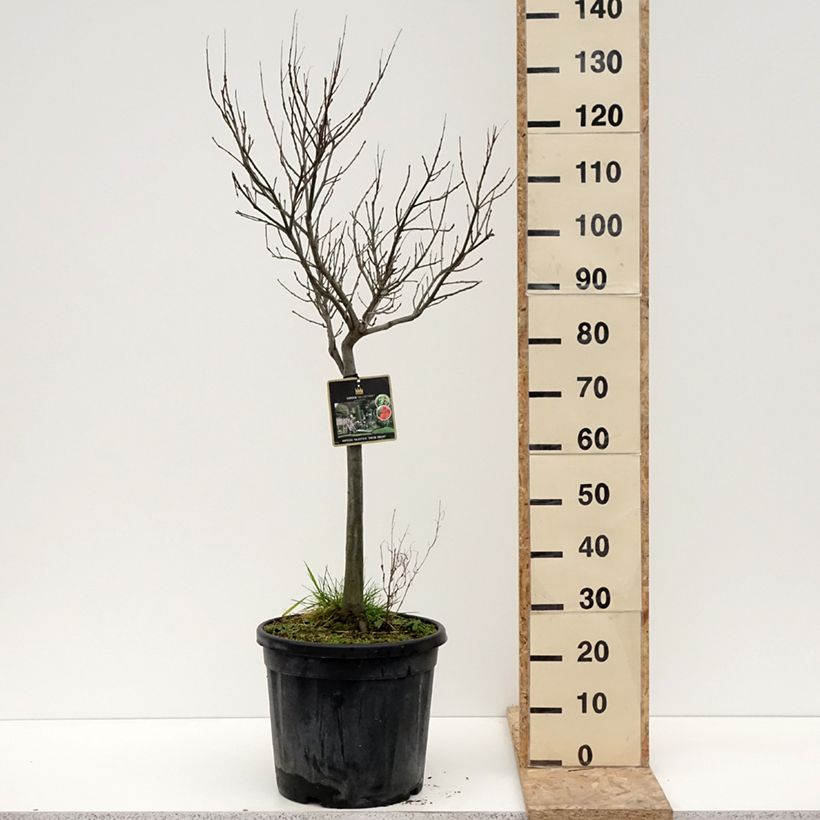Spécimen de Chêne des marais - Quercus palustris Green Dwarf Pot de 18L/20L, Tige de 40 cm tel que livré en hiver