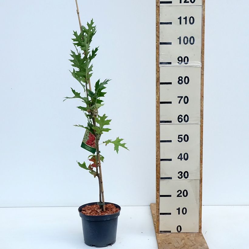 Spécimen de Chêne des marais - Quercus palustris Green Pillar Pot de 4L/5L tel que livré en automne
