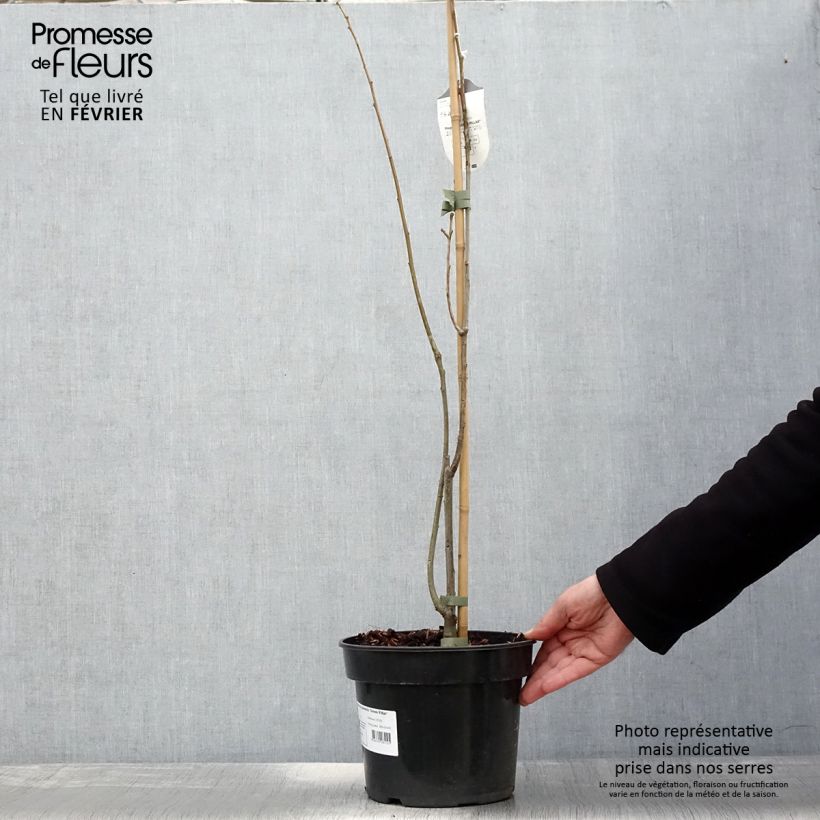 Spécimen de Chêne des marais - Quercus palustris Green Pillar Pot de 4L/5L tel que livré en hiver