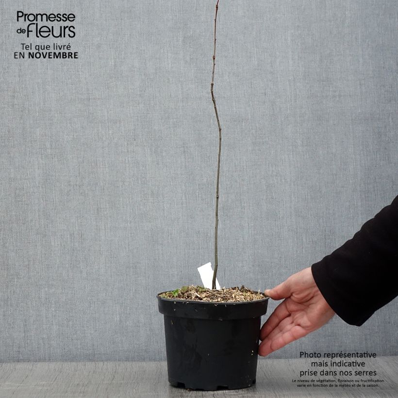 Spécimen de Chêne des marais - Quercus palustris Pot de 3L/4L tel que livré en automne