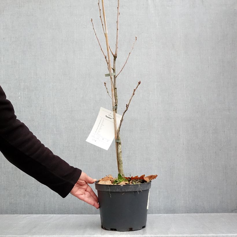 Spécimen de Chêne Monument - Quercus Pot de 4L/5L tel que livré en automne