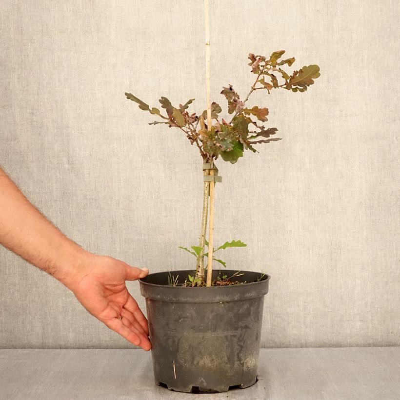 Spécimen de Chêne pédonculé pourpre - Quercus robur Atropurpurea Pot de 4L/5L tel que livré en été