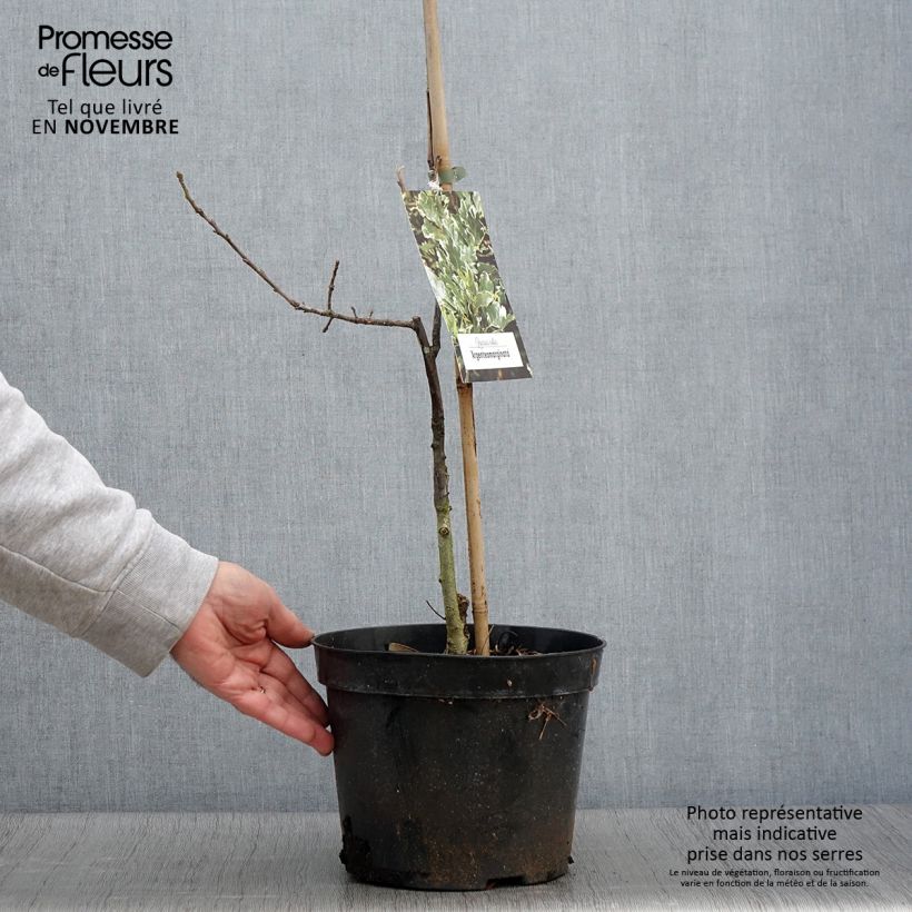Spécimen de Chêne pédonculé - Quercus robur Argenteomarginata Pot de 4L/5L tel que livré en automne