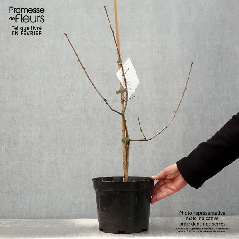 Spécimen de Chêne pédonculé - Quercus robur Argenteomarginata Pot de 4L/5L tel que livré en hiver