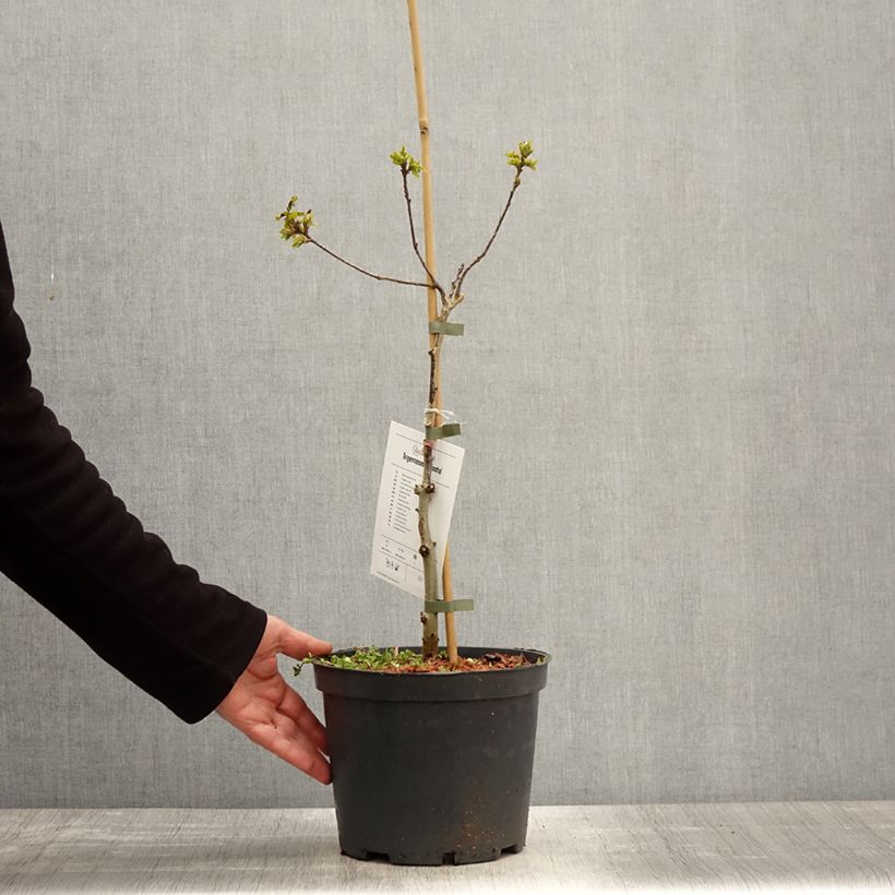 Quercus robur Argenteomarginata - Farnia Vaso da 4L/5L esemplare consegnato in primavera