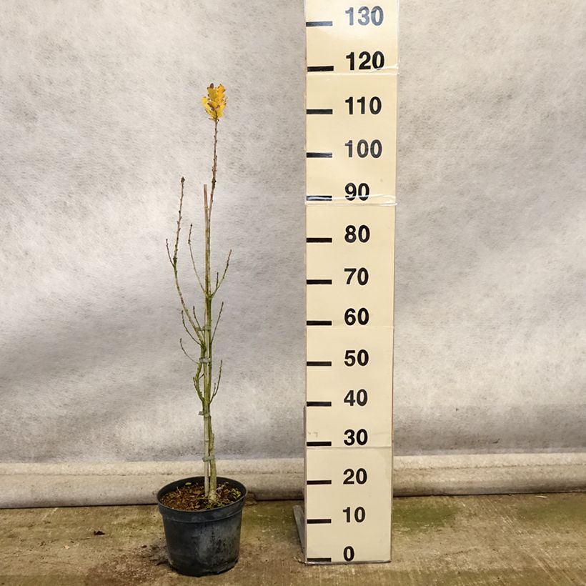 Spécimen de Chêne pédonculé - Quercus robur Fastigiata Pot de 4L/5L tel que livré en automne