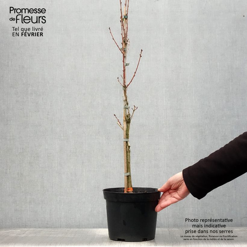Spécimen de Chêne pédonculé - Quercus robur Fastigiata Pot de 4L/5L tel que livré en hiver