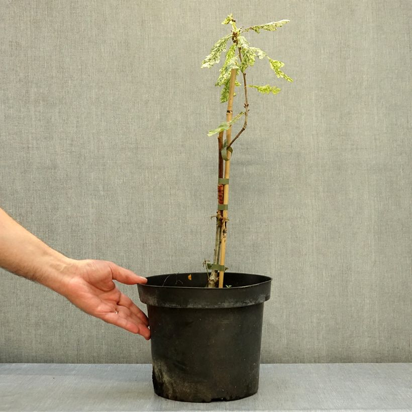 Spécimen de Chêne pédonculé - Quercus robur Jan Zamoyski  Pot de 4L/5L tel que livré en automne