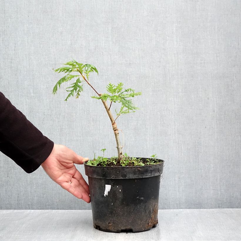 Spécimen de Chêne pédonculé - Quercus robur Miky Pot de 4L/5L tel que livré en automne