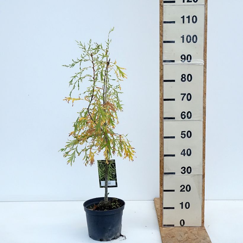 Spécimen de Chêne pédonculé - Quercus robur Posnania Pot de 4L/5L tel que livré en automne