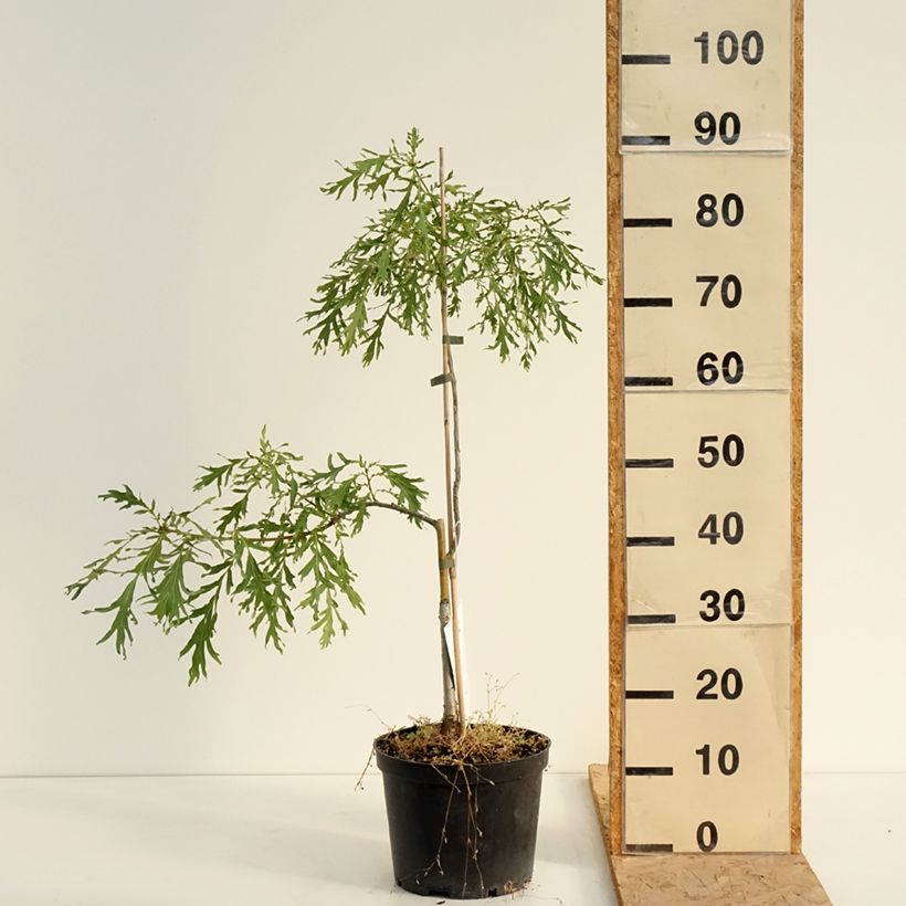 Spécimen de Chêne pédonculé - Quercus robur Posnania Pot de 4L/5L tel que livré en été