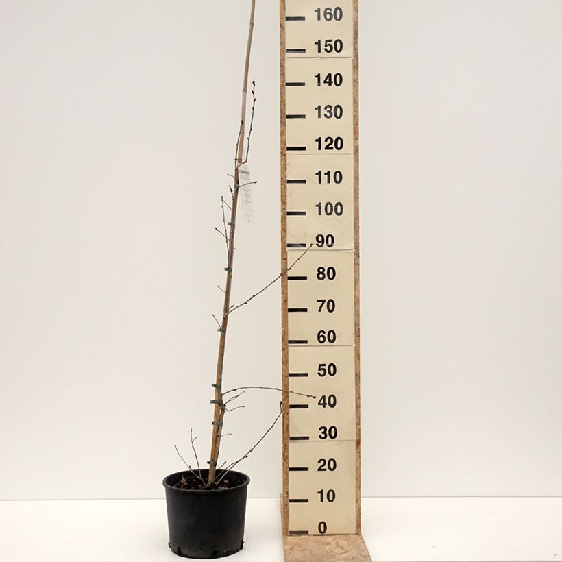 Spécimen de Chêne pédonculé - Quercus robur Pot de 7,5L/10L tel que livré en hiver