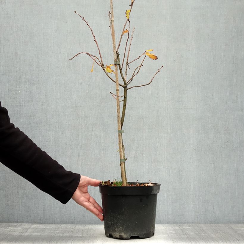 Spécimen de Chêne pédonculé - Quercus robur Variegata Pot de 4L/5L tel que livré en automne